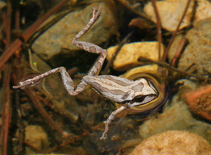 Sierran Treefrog